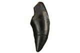 Serrated Tyrannosaur Tooth - Judith River Formation #184598-1